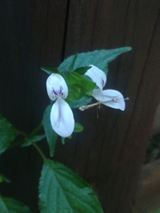 Hypoestes triflora