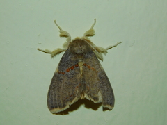 Euproctis luteifascia