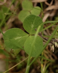 Trifolium subterraneum
