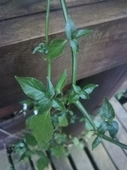 Hypoestes triflora
