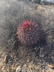 Ferocactus gracilis gracilis
