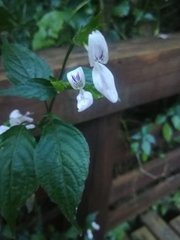 Hypoestes triflora