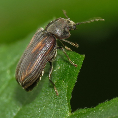 Vrilletta decorata