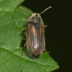 Vrilletta decorata