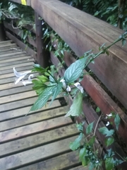 Hypoestes triflora