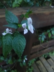 Hypoestes triflora
