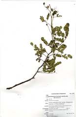 Senegalia welwitschii