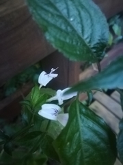 Hypoestes triflora