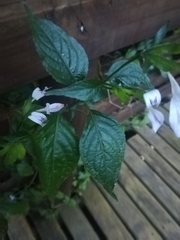 Hypoestes triflora