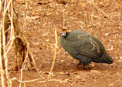 Numida meleagris mitratus