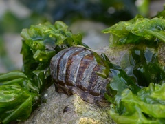 Chiton