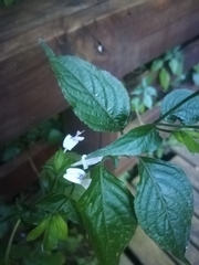 Hypoestes triflora