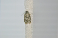 Semioscopis inornata
