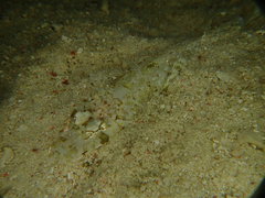 Thysanophrys chiltonae