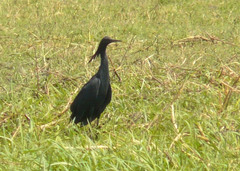 Egretta ardesiaca