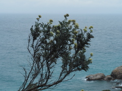 Anthyllis barba-jovis