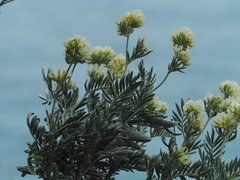 Anthyllis barba-jovis