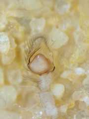 Pseudamycus canescens