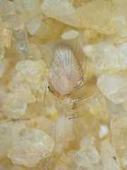 Pseudamycus canescens