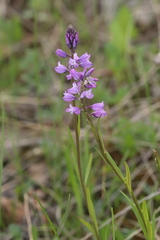 Polygala hybrida