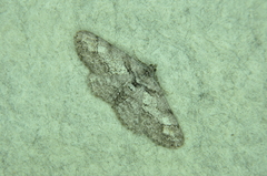 Cleora sublunaria