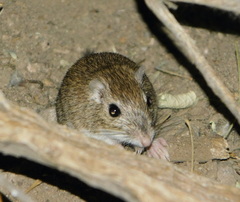 Chaetodipus baileyi