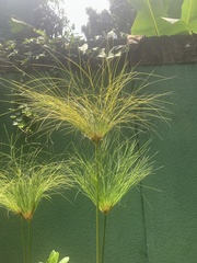 Cyperus imbricatus