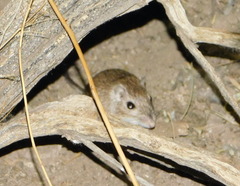 Chaetodipus baileyi