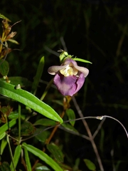 Helicotropis linearis