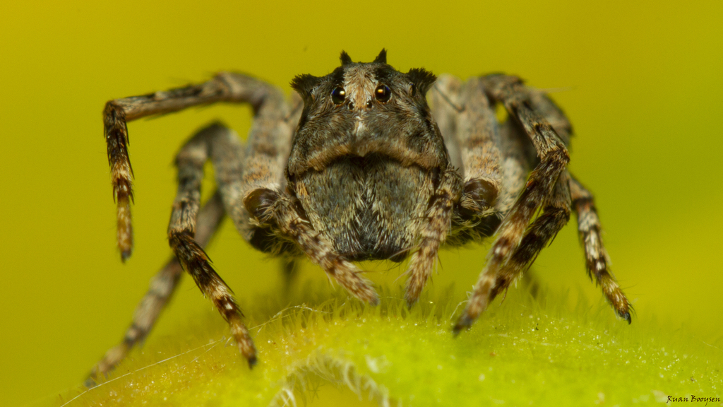 Tuft Head Lynx Spider