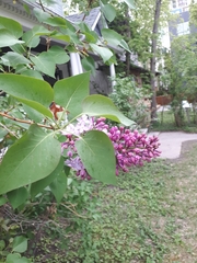 Syringa vulgaris