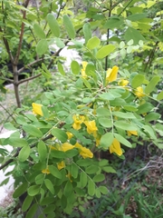 Caragana arborescens