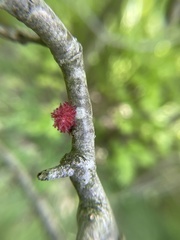 Dryocosmus floridensis