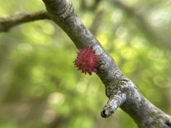 Dryocosmus floridensis