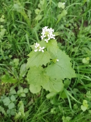 Alliaria petiolata