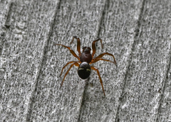 Asagena americana
