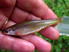 Notropis nubilus