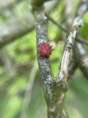 Dryocosmus floridensis