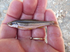 Chrosomus erythrogaster