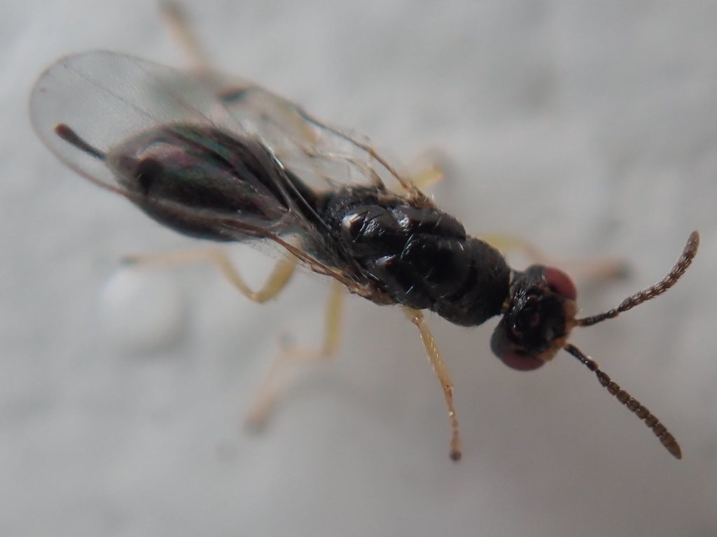 Megastigmus brevicaudis