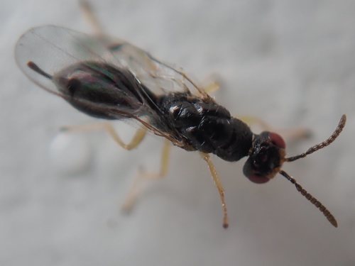 Megastigmus brevicaudis