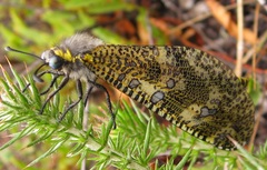 Palpares speciosus