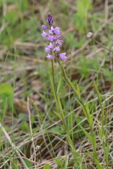 Polygala hybrida