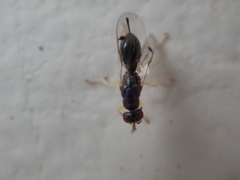 Megastigmidae