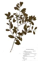 Phyllanthus reticulatus