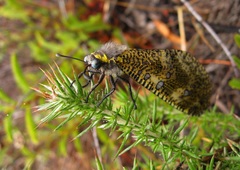 Palpares speciosus