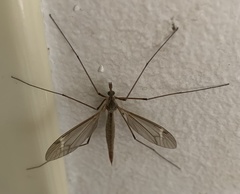 Tipula trivittata