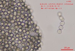 Coremiella cubispora