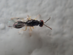 Megastigmidae