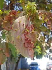 Eriophyes cerasicrumena